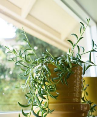 String of bananas in a yellow pot on window sill