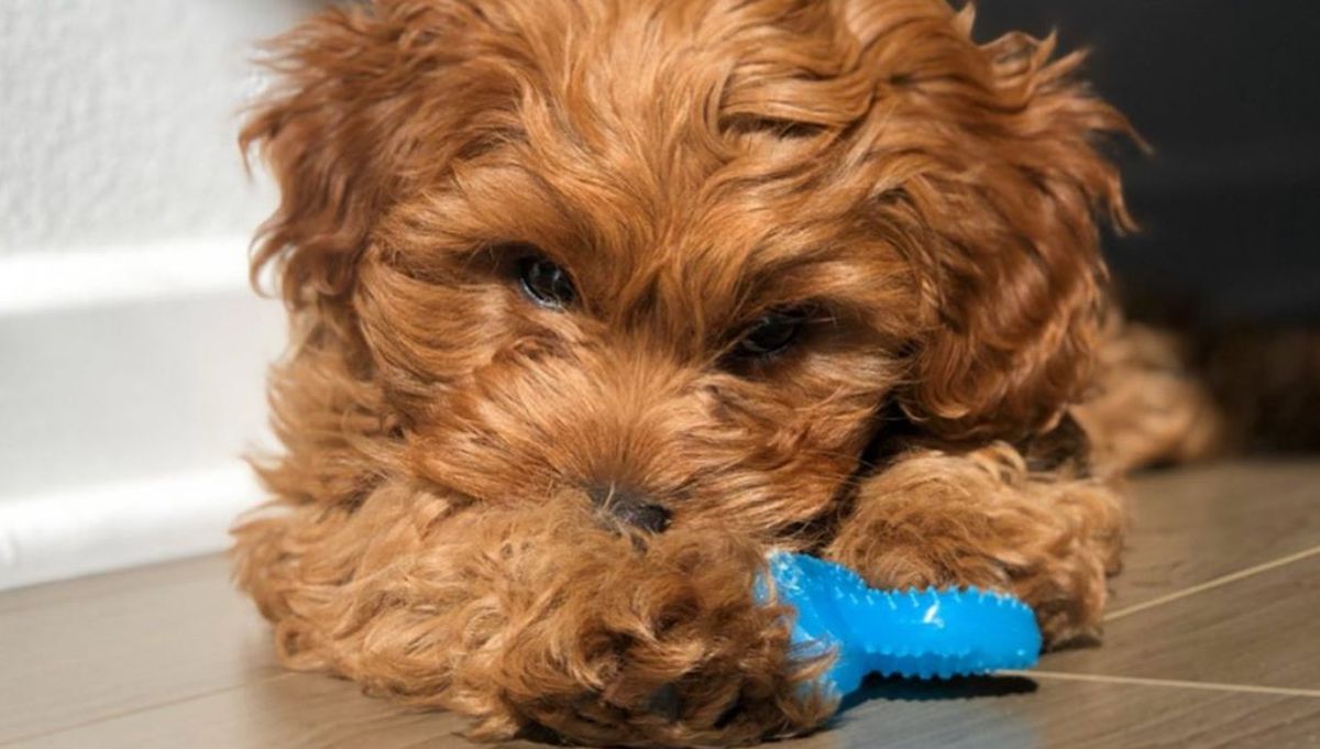 Are Nylabones safe for dogs? PetsRadar