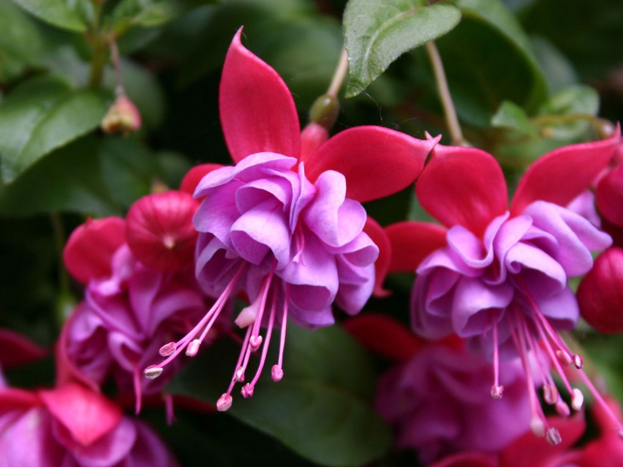 Hybrid Fuchsia Plant