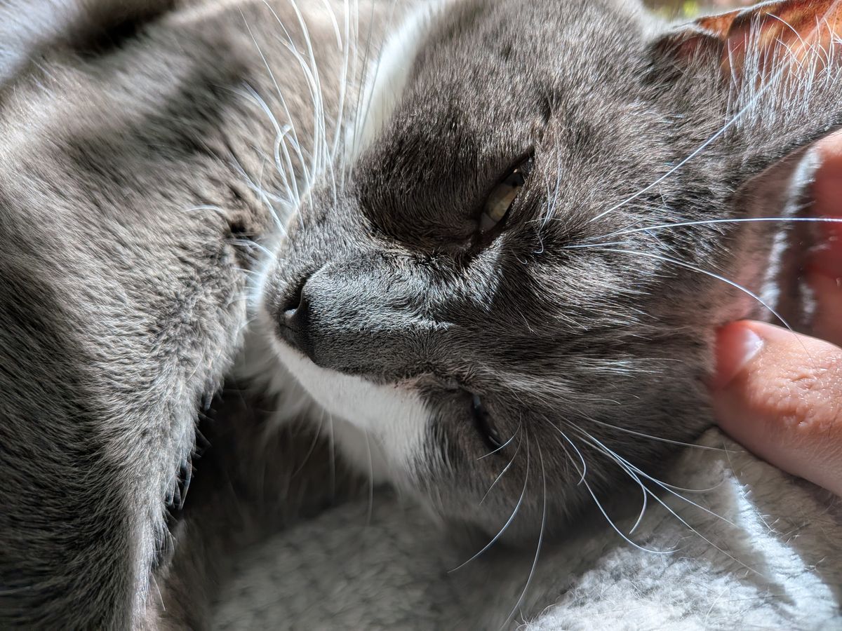 A Google Pixel 9a camera sample showing a close-up of a cat's face using Macro Focus mode.