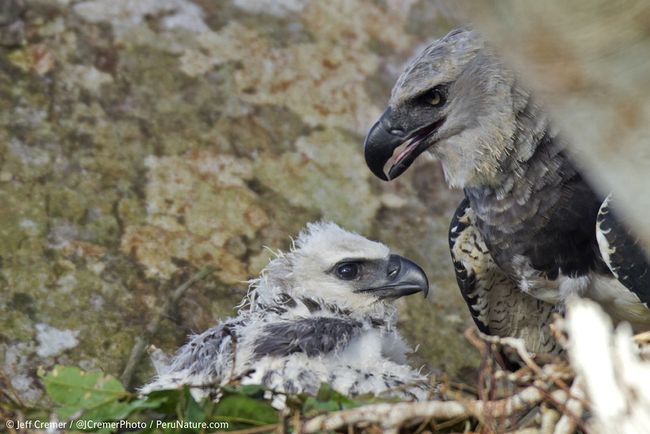 In Images: Amazing Harpy Eagle Chick | Live Science