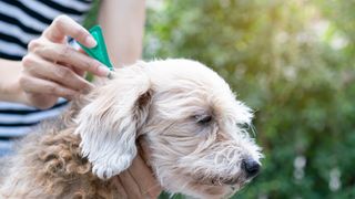 Someone flea treating a pet dog