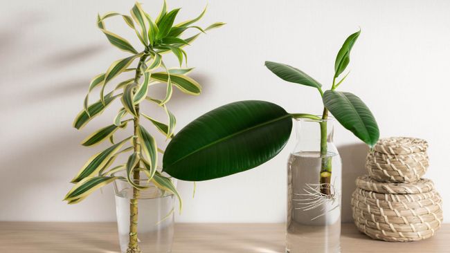 7 houseplants you can grow without soil | Tom's Guide