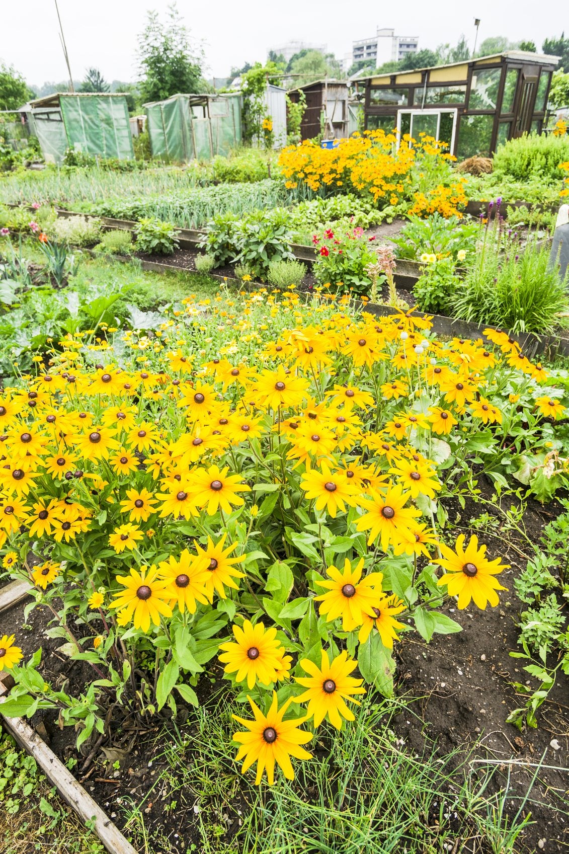 Jerusalem Artichoke Companions Tips On Jerusalem Artichoke Companion Planting Gardening Know How 4477