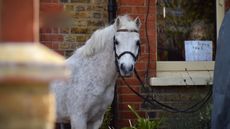 Park Lane Stables has bought its Teddington home