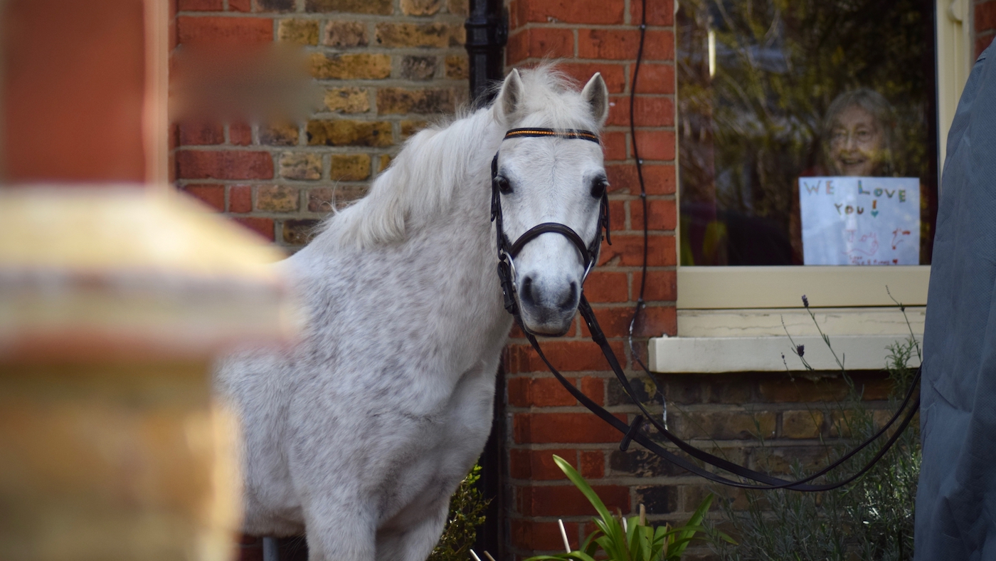 park lane stables teddington price agreed