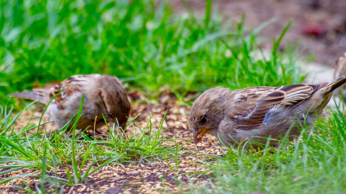 How to Keep Birds From Eating Grass Seed You Just Planted – and Make Sure Your New Lawn Gets a Strong Start