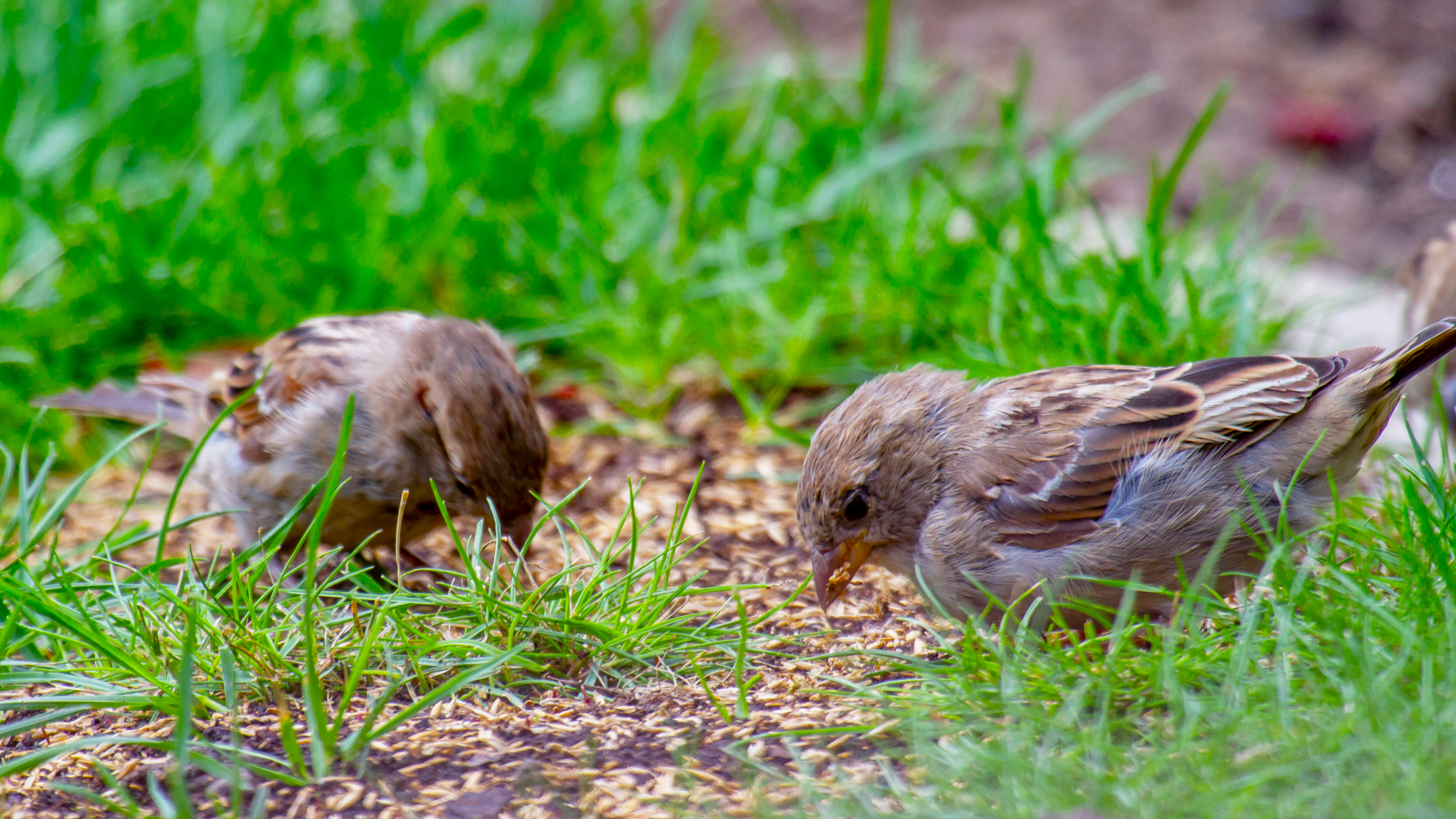 sparrows eating grass seed in lawn 