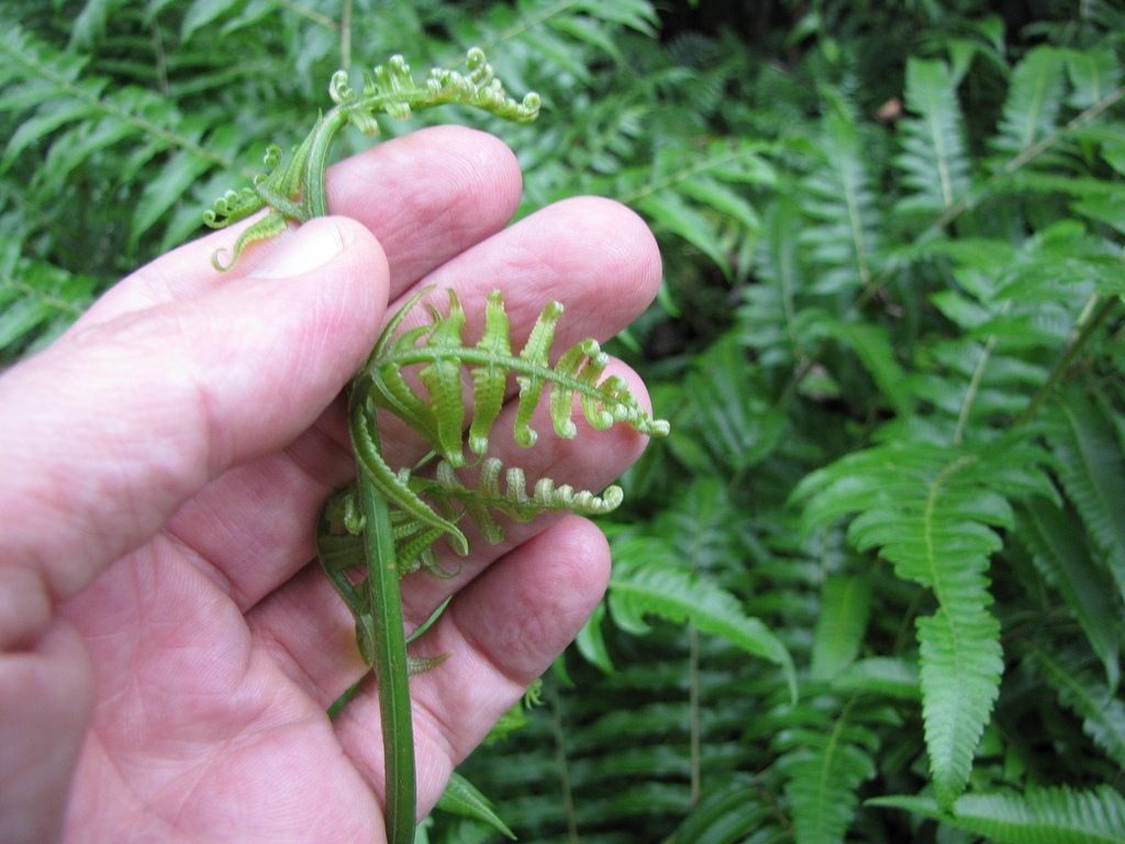 Hand Holding A Vegetable Fern Plant