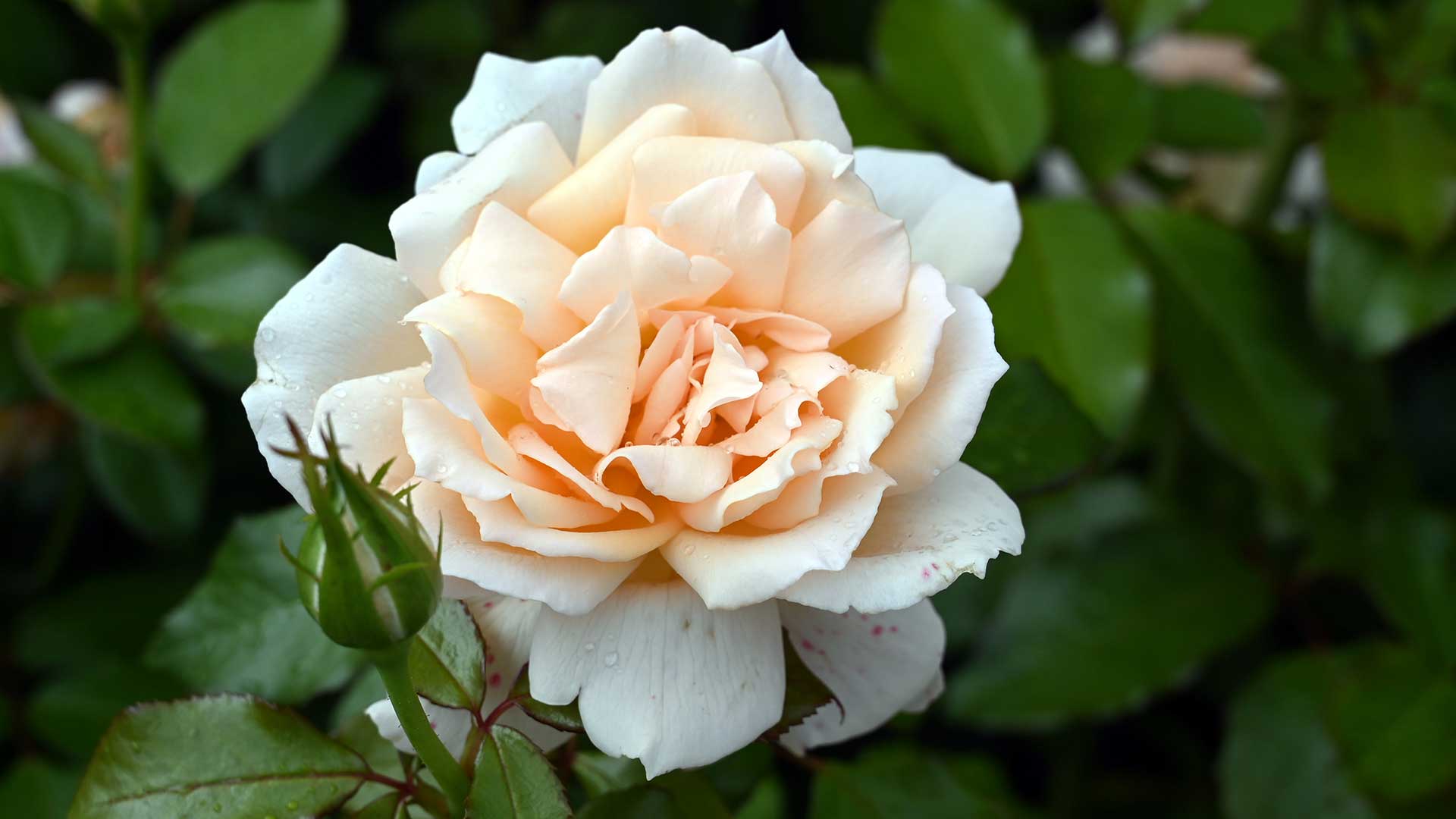 "Chandos Beauty" rose