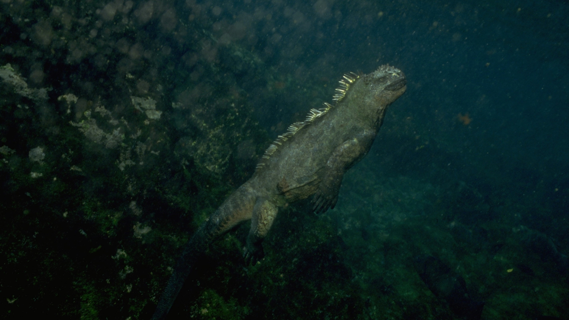 A marine iguana swimming underwater.
