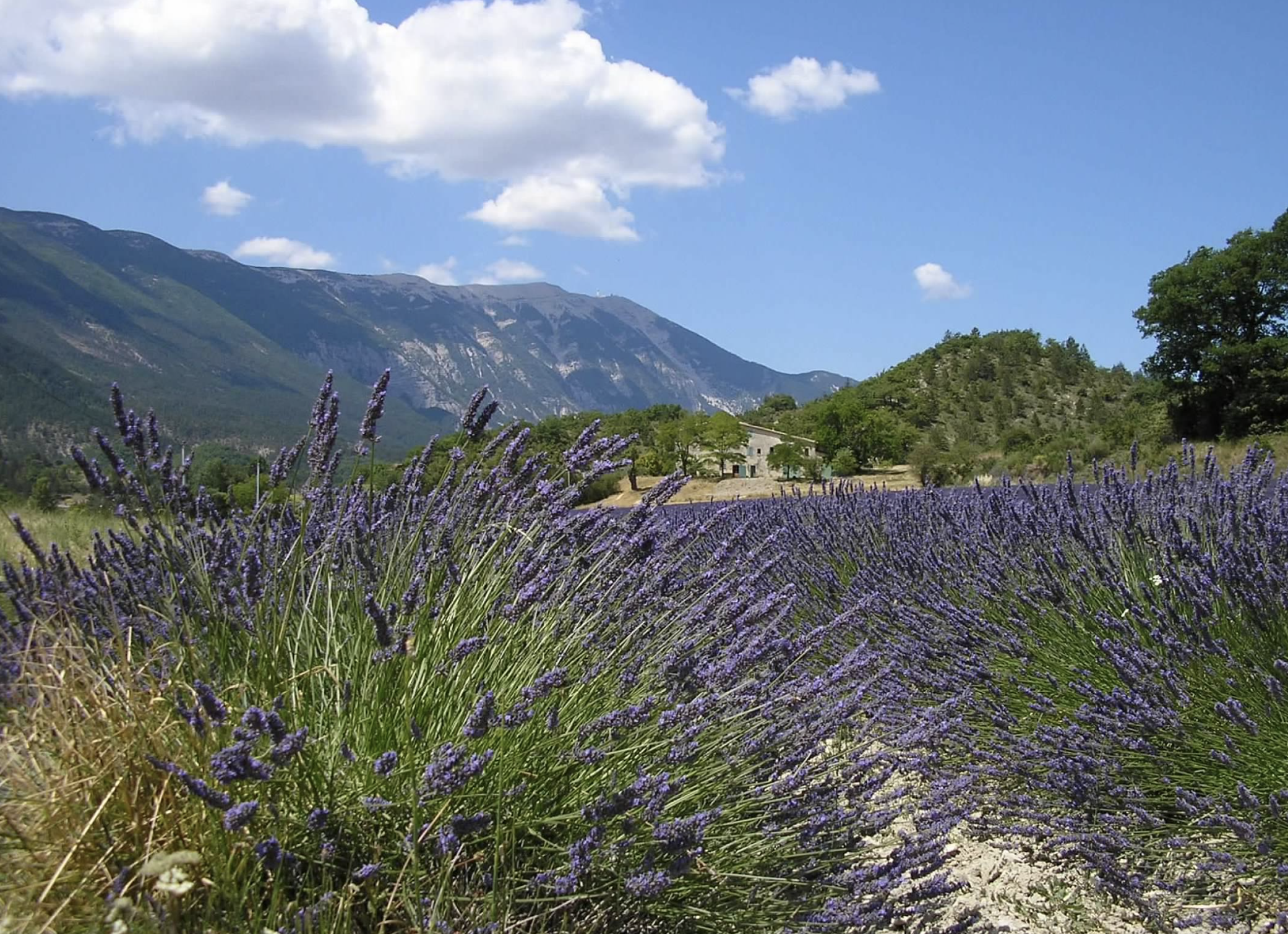 The view from the base of Mont Ventoux from Entrechaux, the start of a bike route around the 'Giant of Provence'