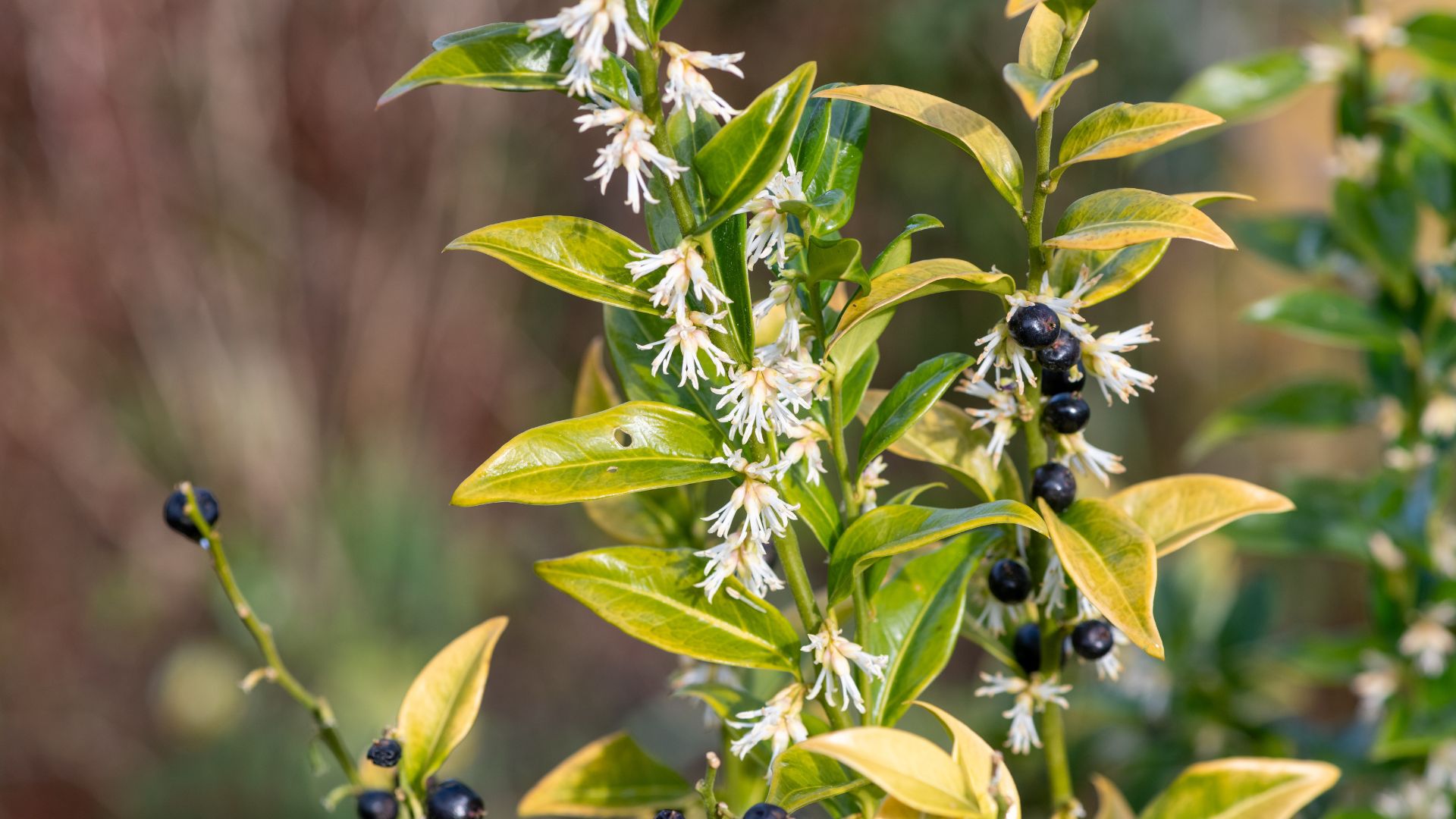 picture of sweet box flowers
