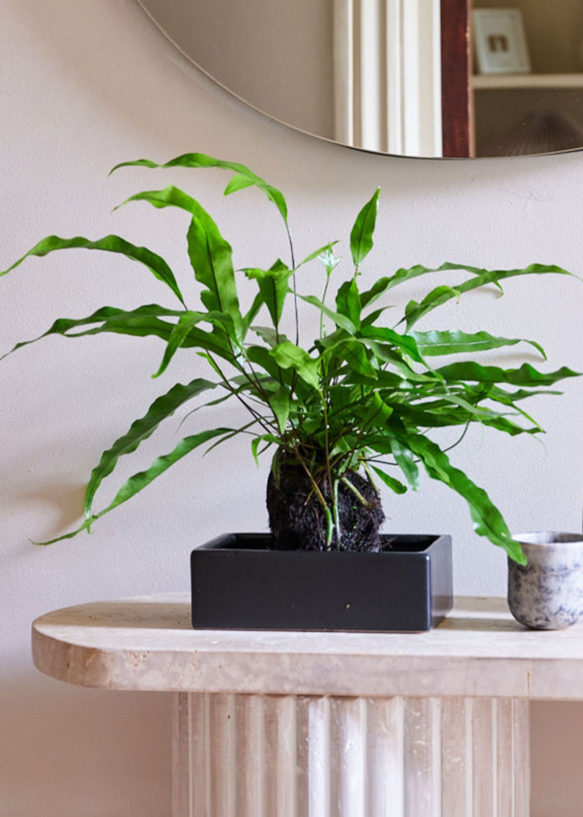 A plant on a lava rock in a black tray by an entryway in a home and on top of a table