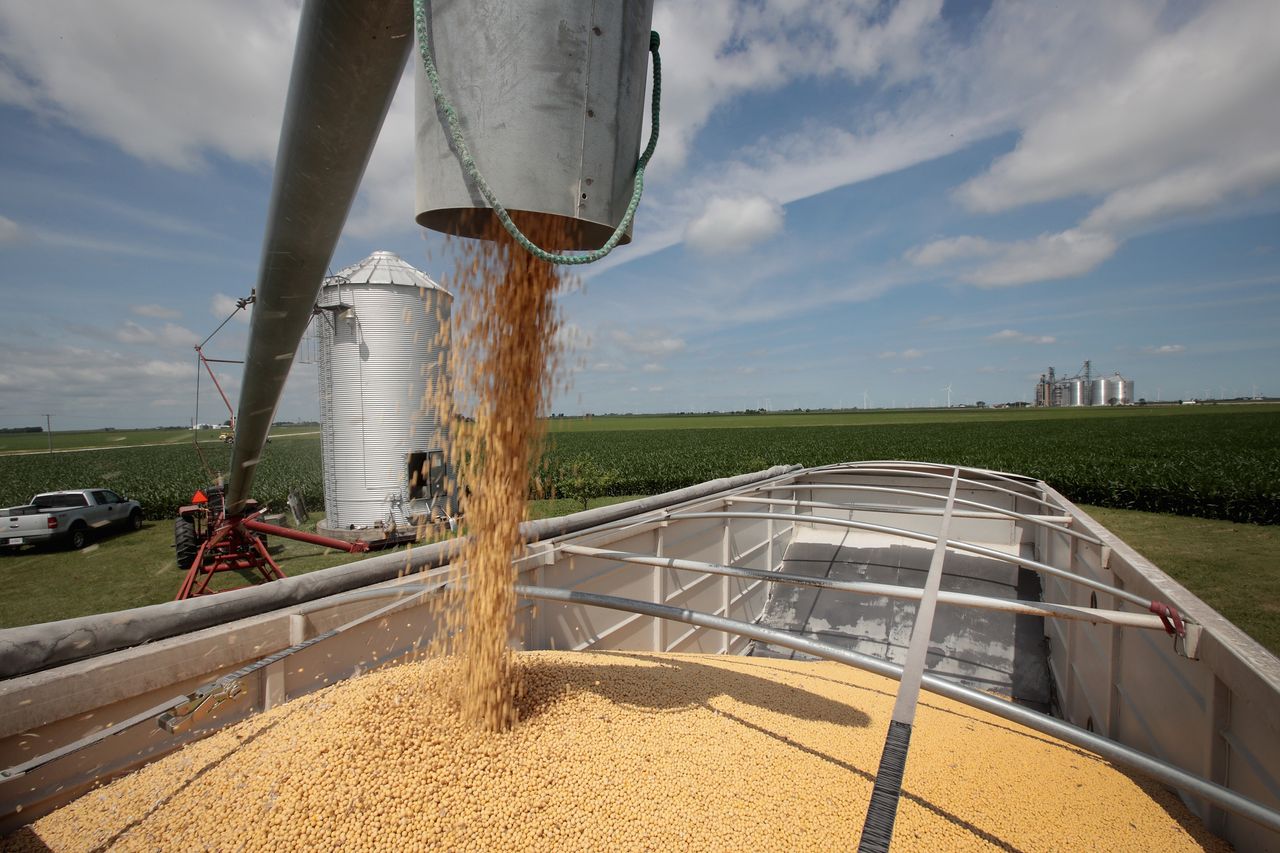 Soybeans in Illinois