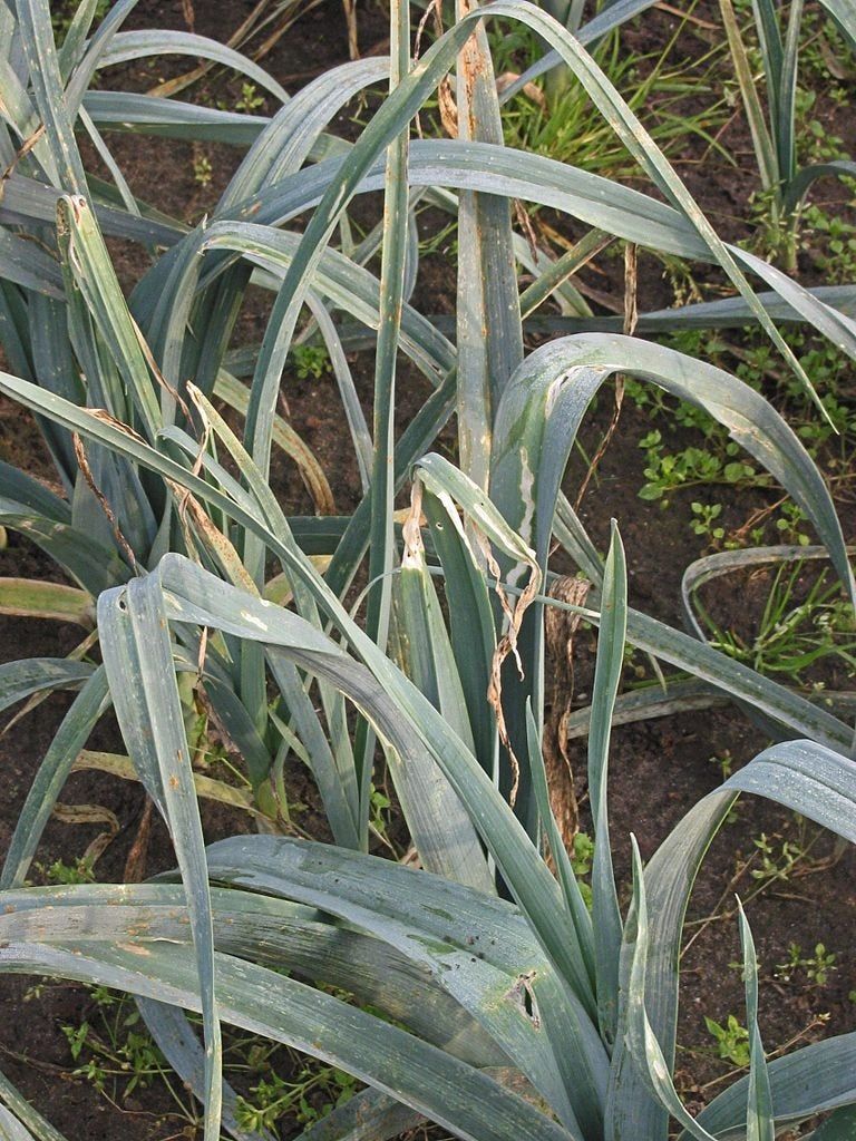 Damage To Plant By Leek Moths