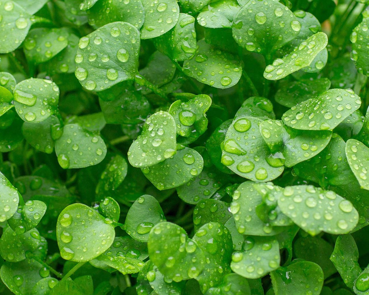 Home Advice Vegetables to plant in August: top 10 crops to sow and grow for months of easy harvests 11 bushy claytonia at harvest