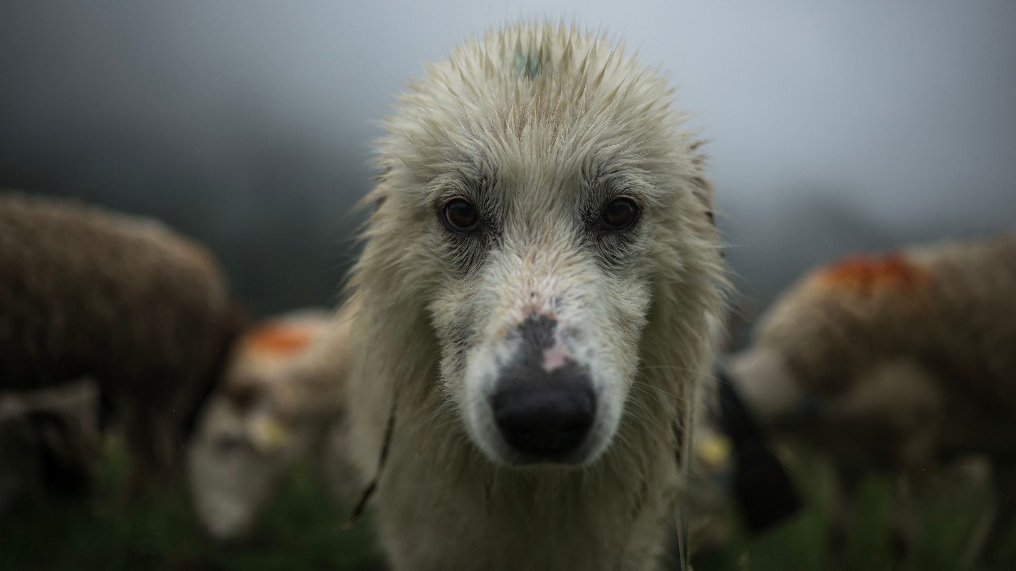 A dog