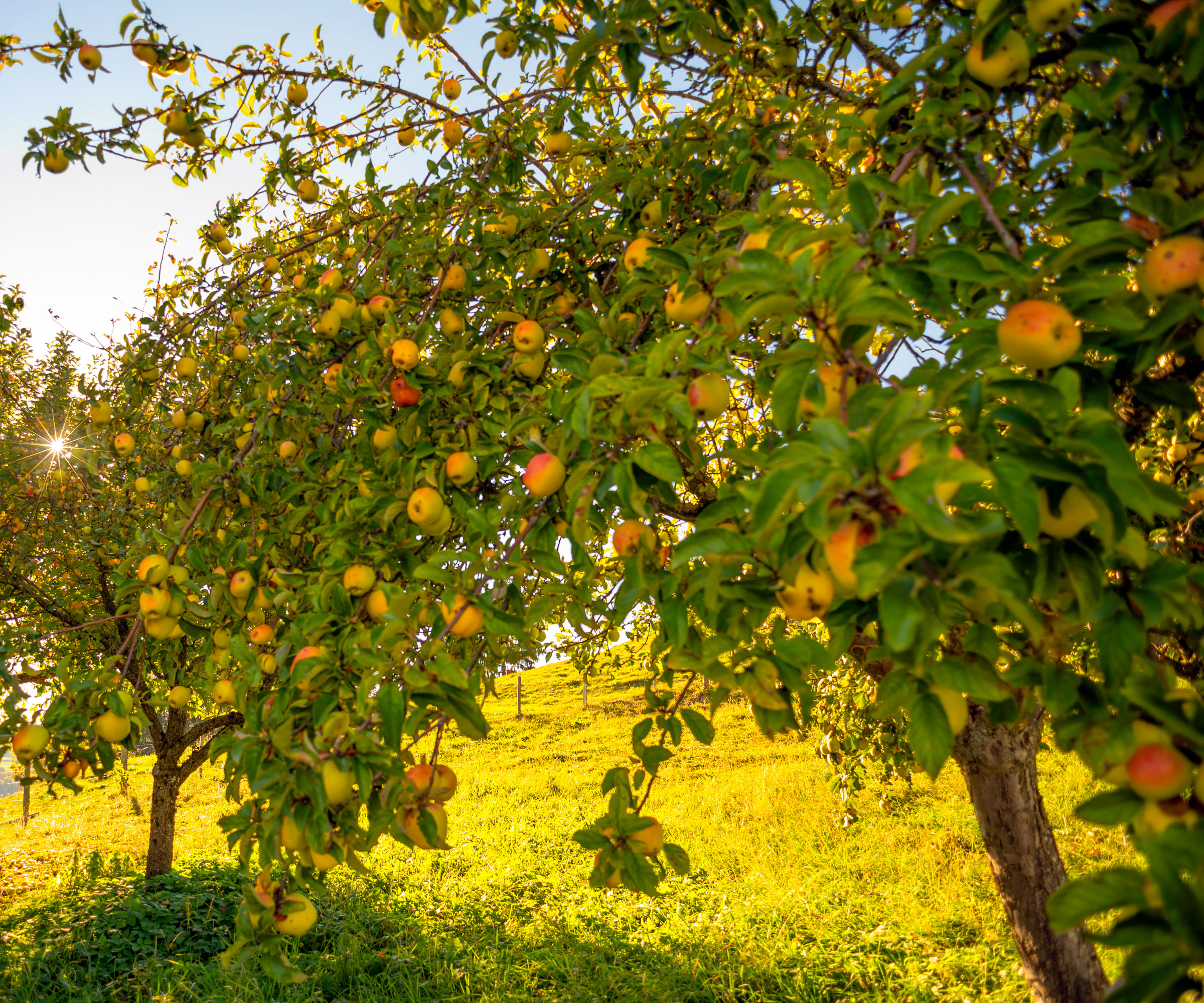 orchard with apple trees laden with fruit