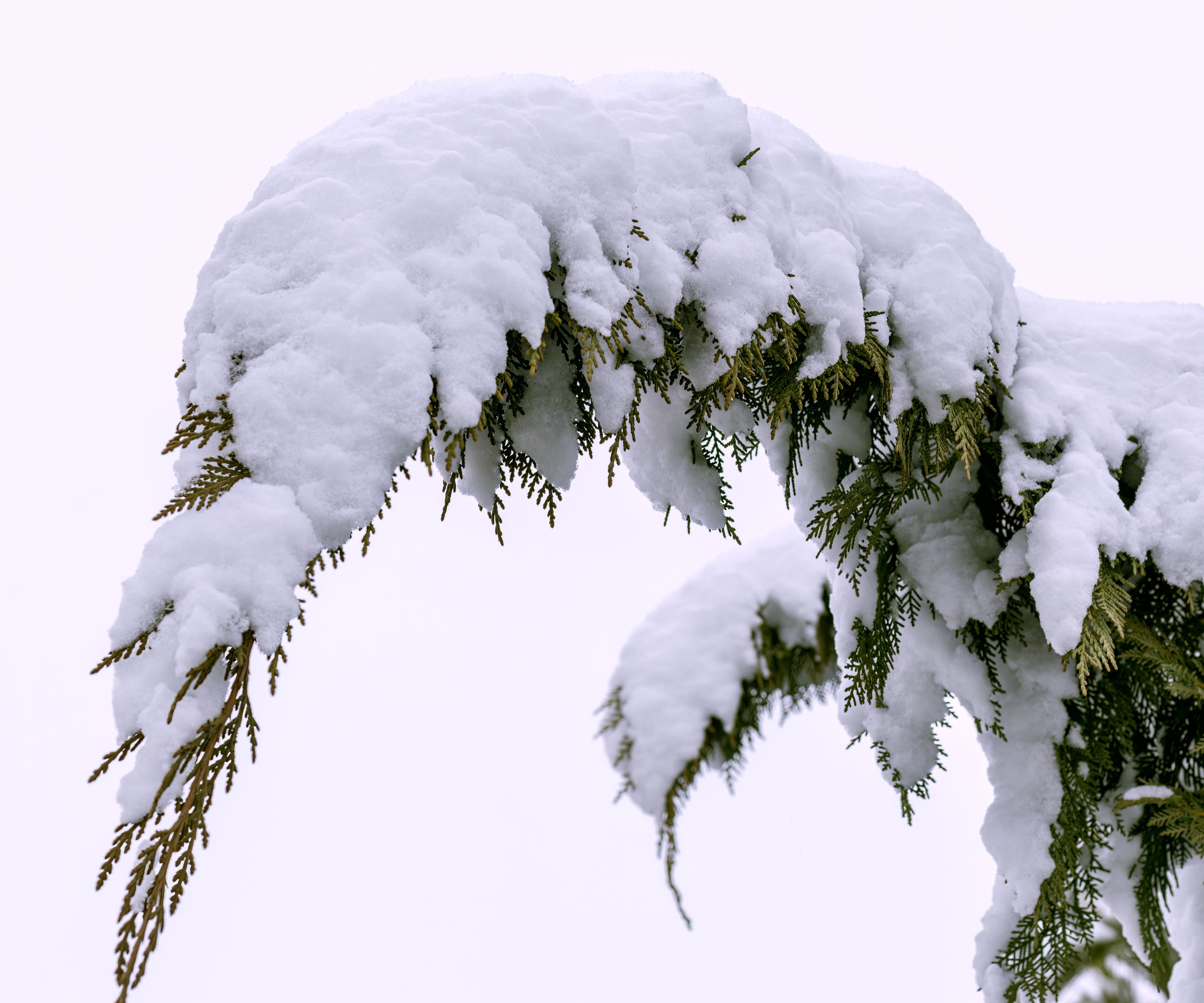 The branch of an evergreen conifer tree is bending under the weight of heavy snow sitting on it
