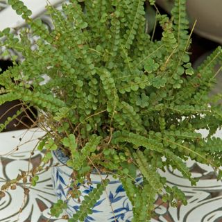 button fern in blue and white pot on white outdoor table