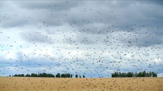 A locust swarm flies through a wheat field.