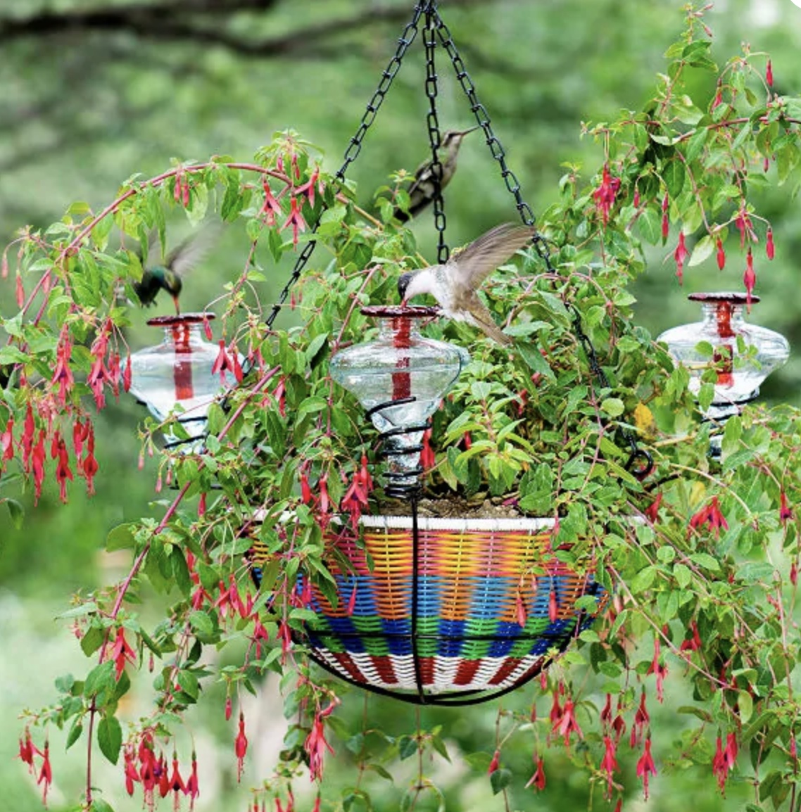 hanging basket hummingbird feeder from uncommon goods showing birds feeding and fuchsia in full bloom