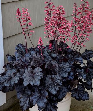 Heuchera 'Timeless Night'