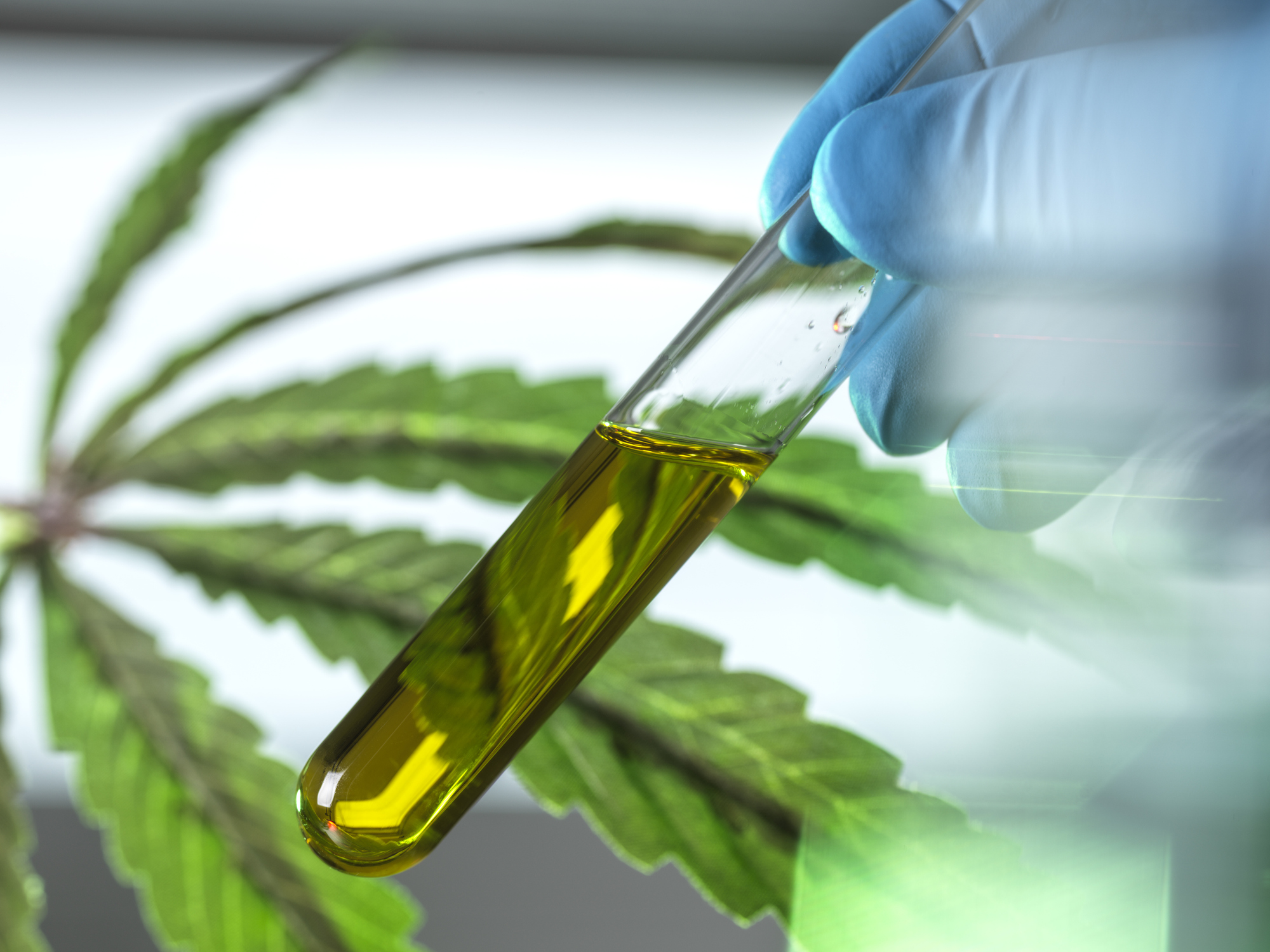 Close-up of test tube containing CBD oil in lab