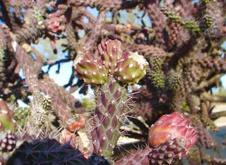 cholla, fruit