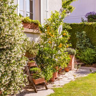 Potted orchard on patio with fruit trees and plants in terracotta pots