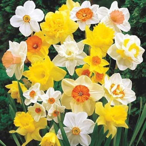 Large Flowering Mix Daffodil Bulbs for Planting, Stunning Perennial Flower Bulbs, Borders, Garden, Landscaping, Bulb Size 12/14 Cm, Large Flowering Daffs (10 Bulbs)