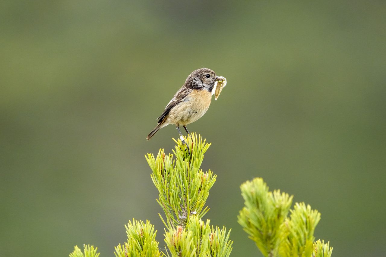 Wild birds in the natural habitat of a common in the UK