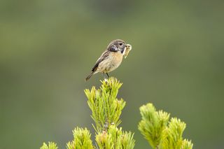 Wild birds in the natural habitat of a common in the UK