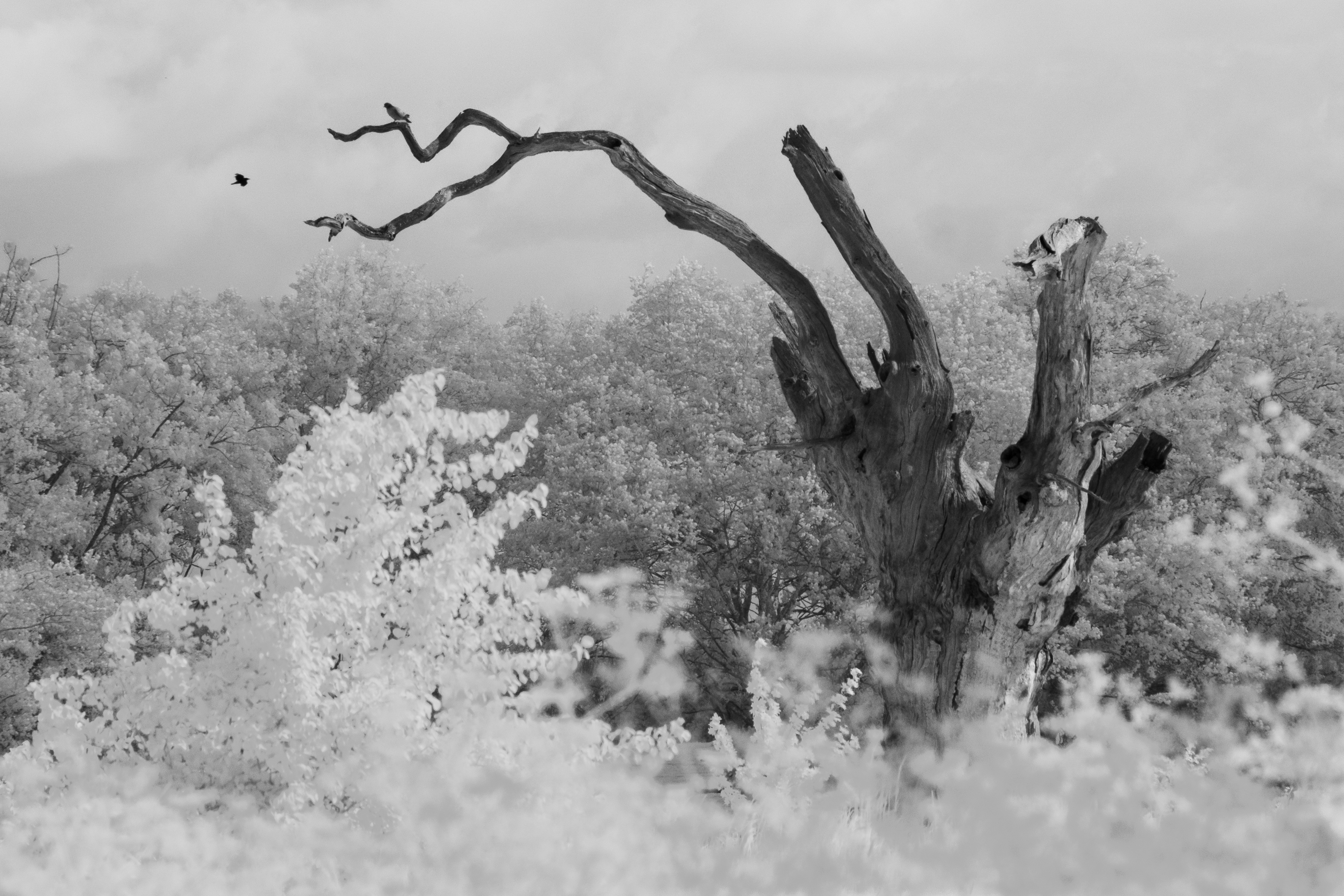 A photo taken on an infrared camera