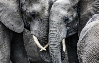 African elephants.