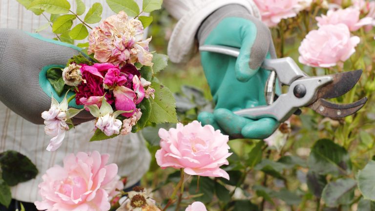deadheading flowers - cutting off dead flowers of Rosa 'Silver Jubilee' with secateurs to prolong flowering