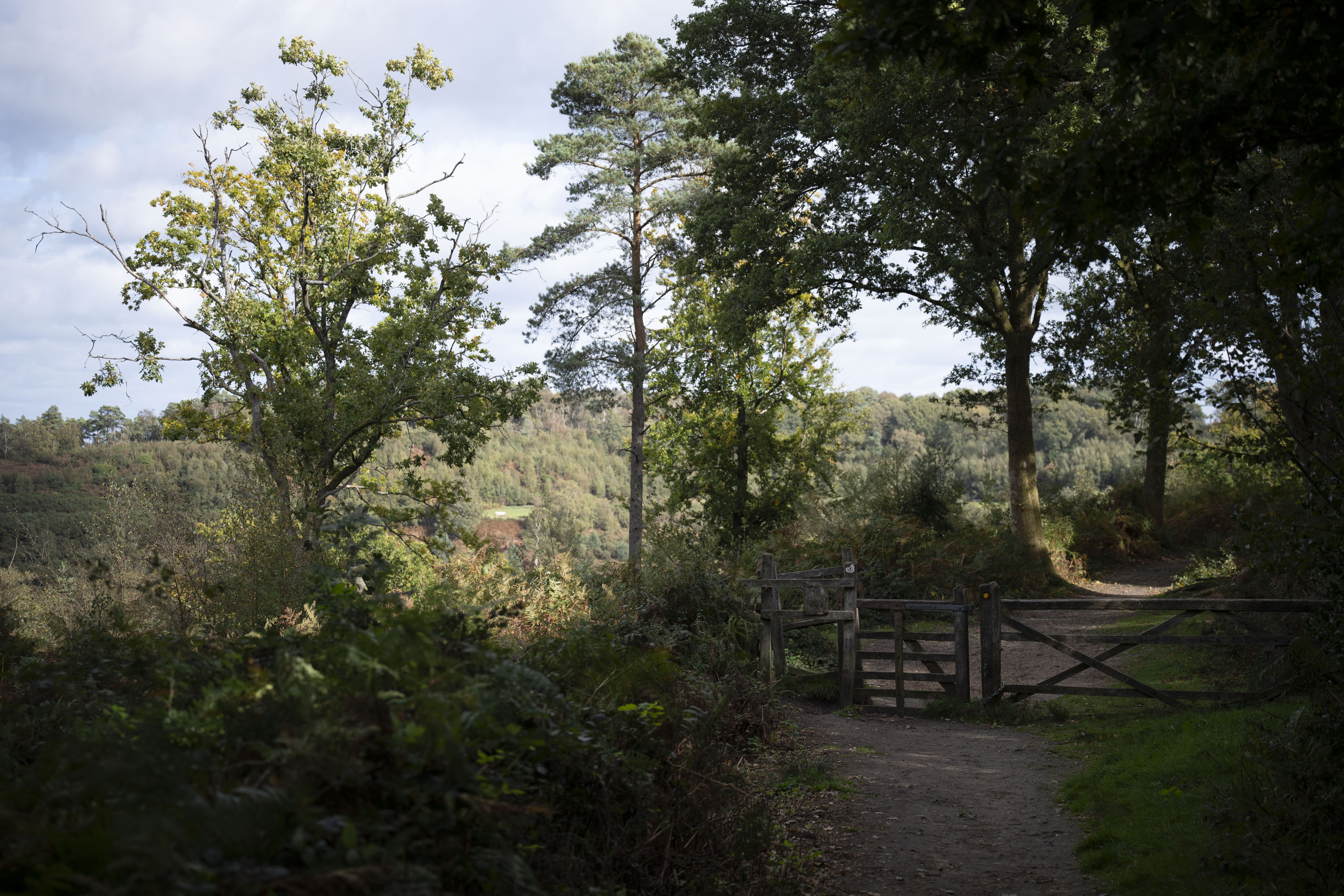 Nikon Z 24-70mm f/2.8 S II sample gallery: A footpath through woodland