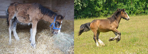 Photos of Teddy before and after