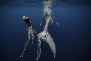 Humpback whale underwater with a deformed tail.