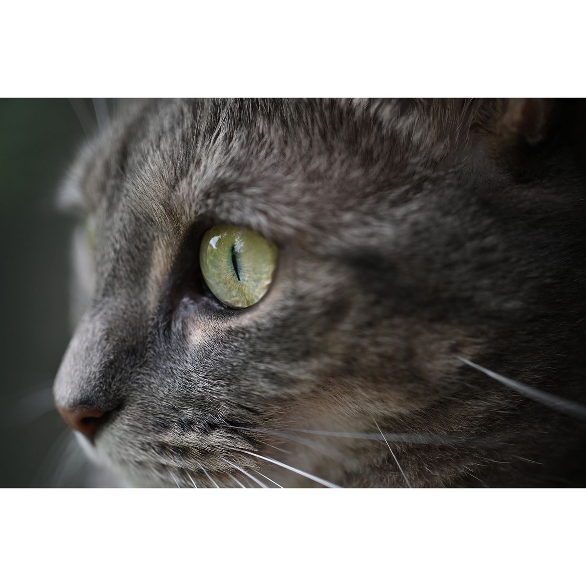 close-up of cat's eye