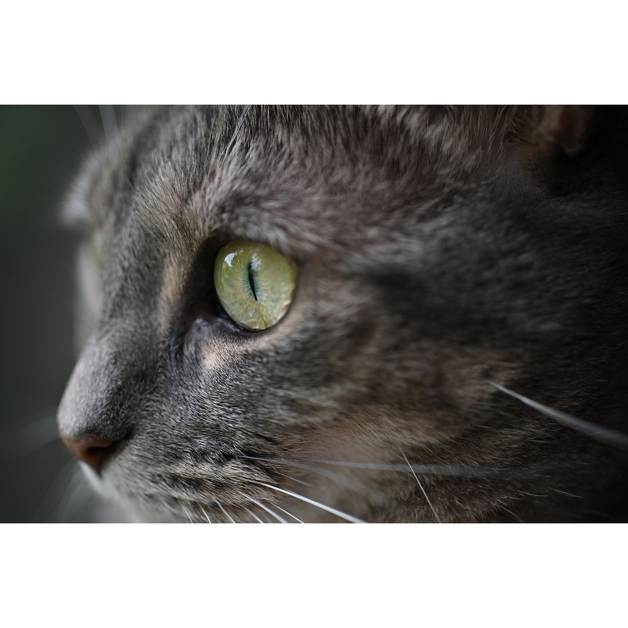 close-up of cat's eye