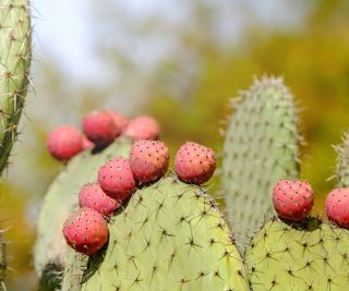 Prickly pear with pink fruits