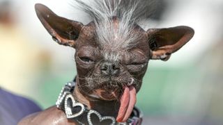 A Chihuahua named Elwood sits with his tongue out before the start of the 20th Annual Ugliest Dog Competition at the Sonoma-Marin Fair June 20, 2008 in Petaluma, California. Owners of ugly dogs travel to Petaluma from all over the country to participate in the annual contest.