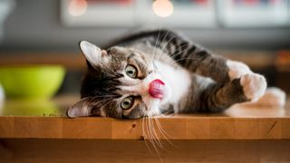 Cat lying on its side licking its nose.