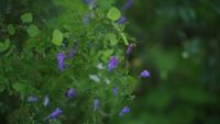 Green foliage with purple wildflowers