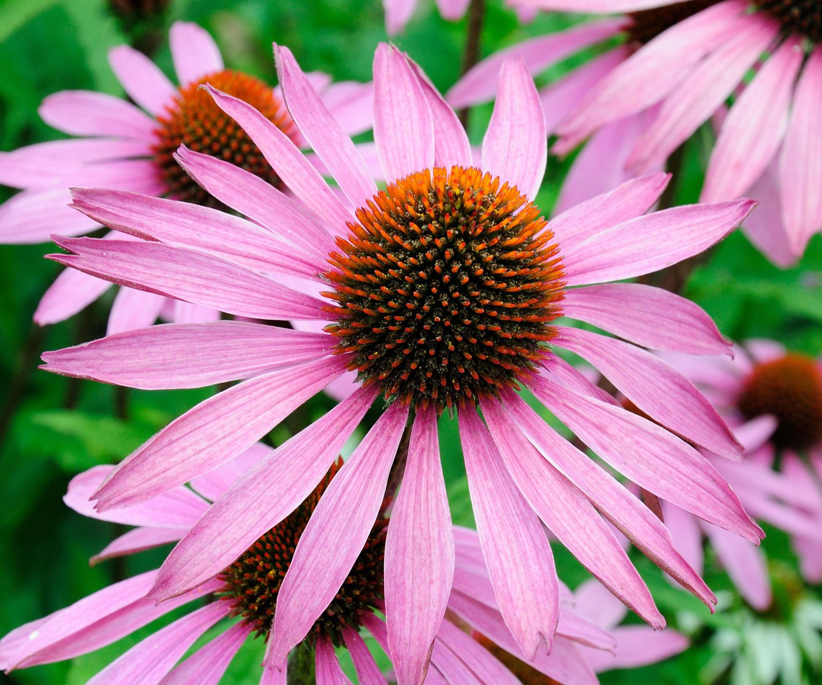 Best coneflower varieties 15 charming echinaceas for summer Homes