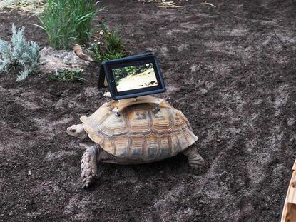 Critics say iPads mounted on tortoises for installation isn't art, it's abuse