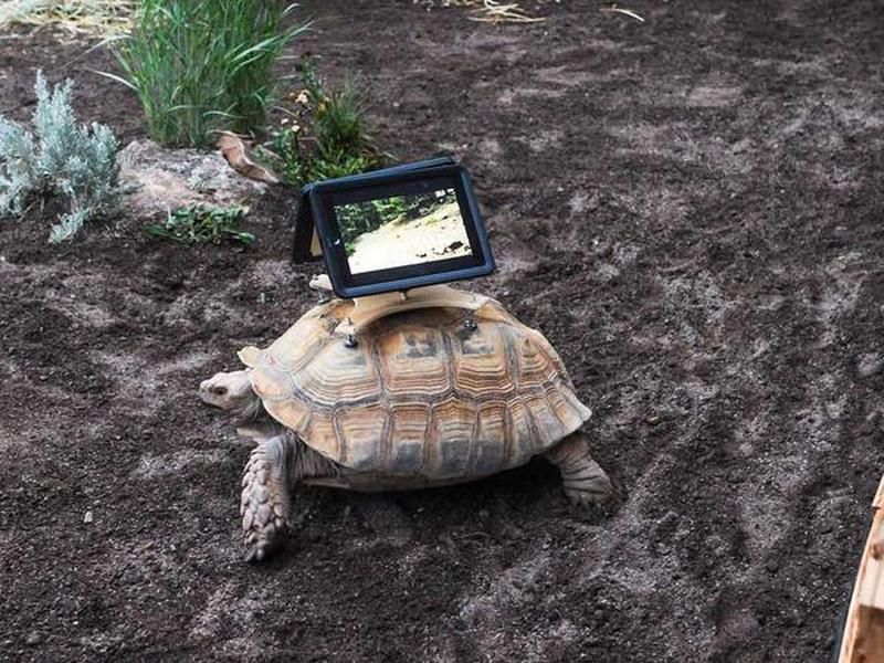 Critics say iPads mounted on tortoises for installation isn&amp;#039;t art, it&amp;#039;s abuse