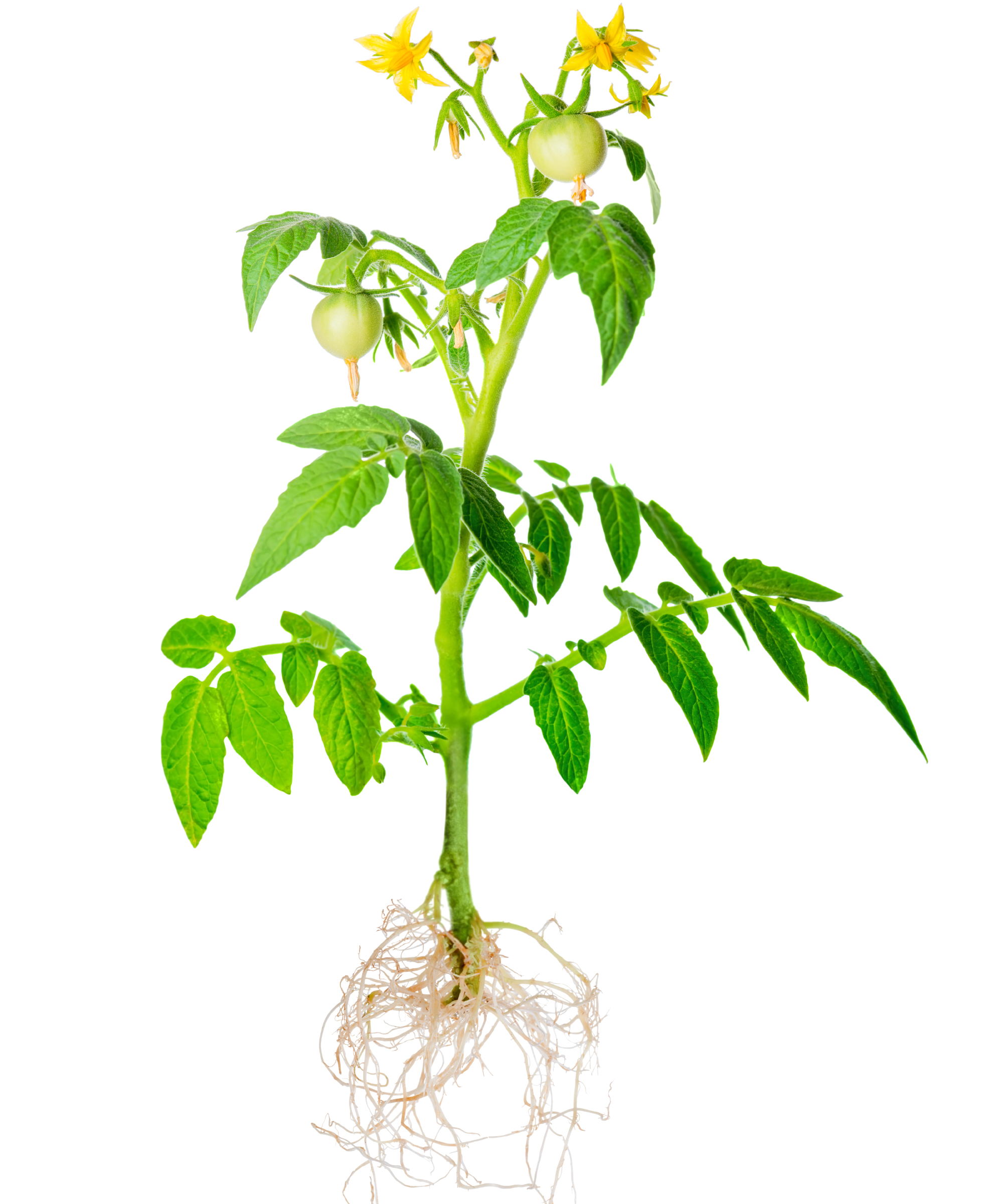tomato plant showing roots, flowers, leaves and fruit